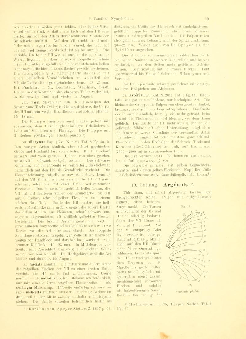 Fr. Berge's Schmetterlingsbuch nach dem gegenwärtigen Stande der Lepidopterologie neu bearb. und hrsg. von Professor Dr. H. Rebel (Page 29, Fg. 11) BHL9445527