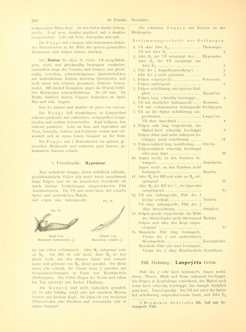 Fr. Berge's Schmetterlingsbuch nach dem gegenwärtigen Stande der Lepidopterologie neu bearb. und hrsg. von Professor Dr. H. Rebel (Page 294, Fg. 75-76) BHL9445854