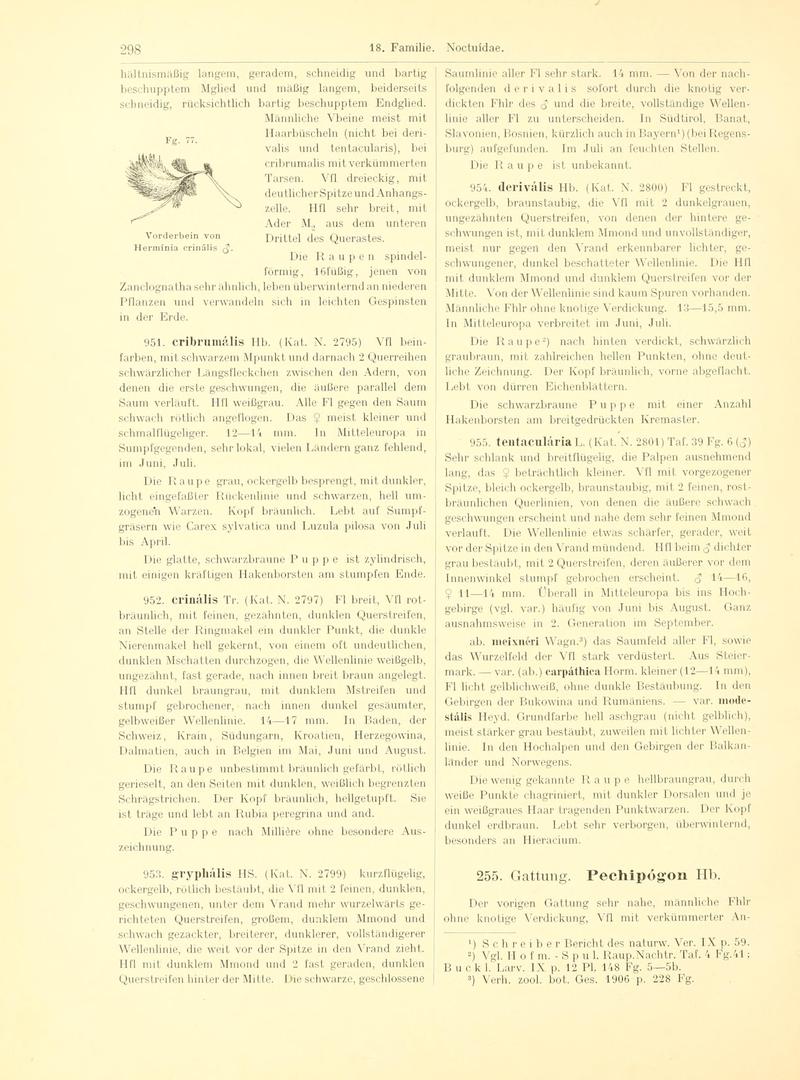 Fr. Berge's Schmetterlingsbuch nach dem gegenwärtigen Stande der Lepidopterologie neu bearb. und hrsg. von Professor Dr. H. Rebel (Page 298, Fg. 77) BHL9445860