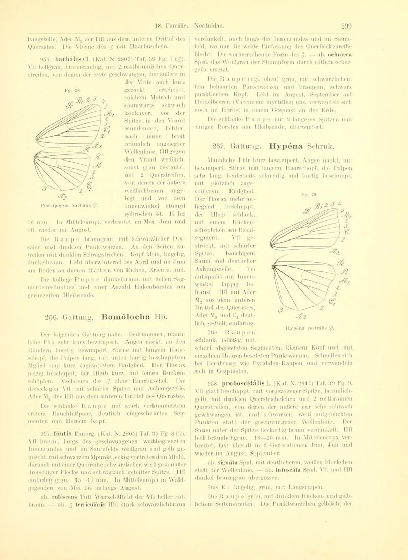 Fr. Berge's Schmetterlingsbuch nach dem gegenwärtigen Stande der Lepidopterologie neu bearb. und hrsg. von Professor Dr. H. Rebel (Page 299, Fg. 78-79) BHL9445861
