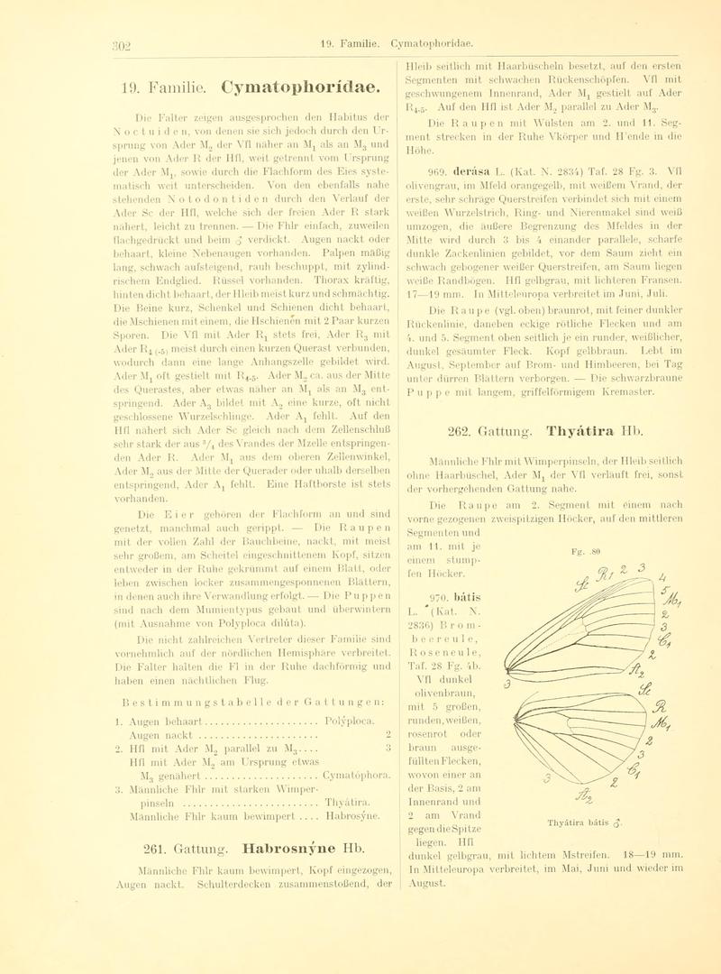 Fr. Berge's Schmetterlingsbuch nach dem gegenwärtigen Stande der Lepidopterologie neu bearb. und hrsg. von Professor Dr. H. Rebel (Page 302, Fg. 80) BHL9445864