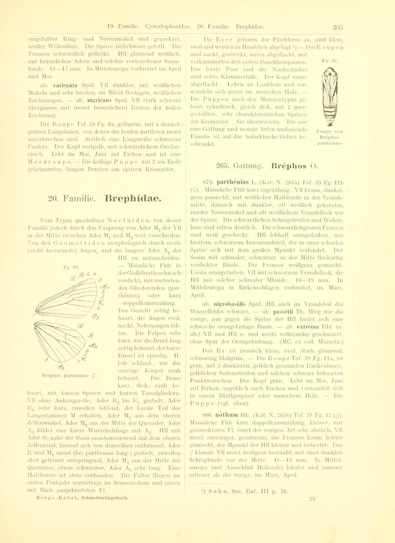 Fr. Berge's Schmetterlingsbuch nach dem gegenwärtigen Stande der Lepidopterologie neu bearb. und hrsg. von Professor Dr. H. Rebel (Page 305, Fg. 82-83) BHL9445867