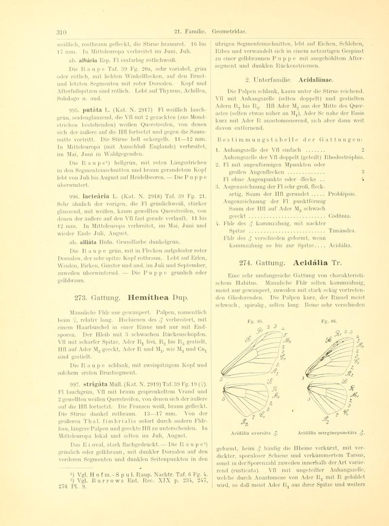 Fr. Berge's Schmetterlingsbuch nach dem gegenwärtigen Stande der Lepidopterologie neu bearb. und hrsg. von Professor Dr. H. Rebel (Page 310, Fg. 85-86) BHL9445872