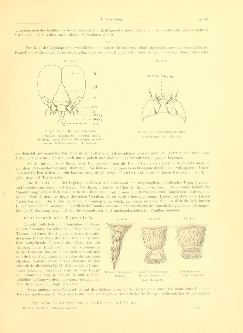 Fr. Berge's Schmetterlingsbuch nach dem gegenwärtigen Stande der Lepidopterologie neu bearb. und hrsg. von Professor Dr. H. Rebel (Page 33, Fg. A55-A59) BHL9445380