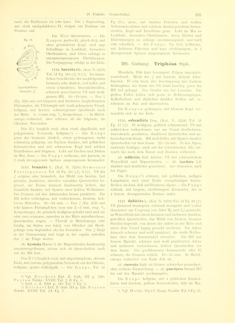 Fr. Berge's Schmetterlingsbuch nach dem gegenwärtigen Stande der Lepidopterologie neu bearb. und hrsg. von Professor Dr. H. Rebel (Page 335, Fg. 91) BHL9445901