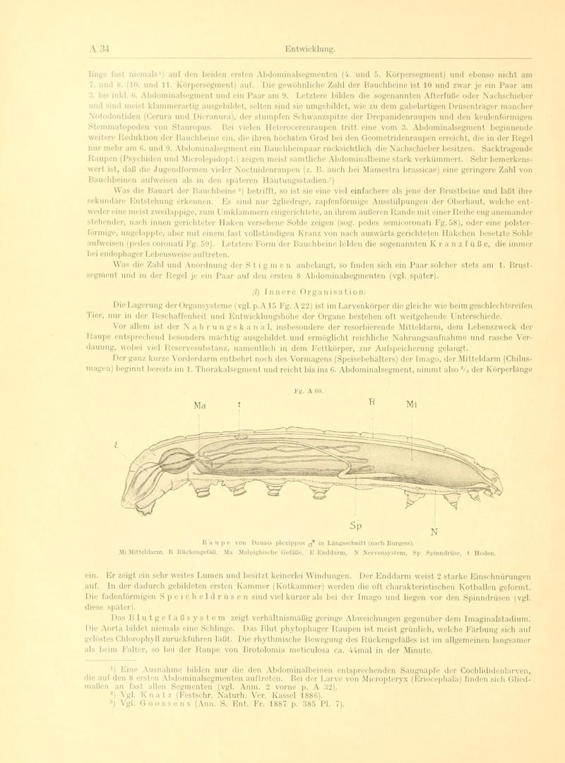 Fr. Berge's Schmetterlingsbuch nach dem gegenwärtigen Stande der Lepidopterologie neu bearb. und hrsg. von Professor Dr. H. Rebel (Page 34, Fg. A60) BHL9445381