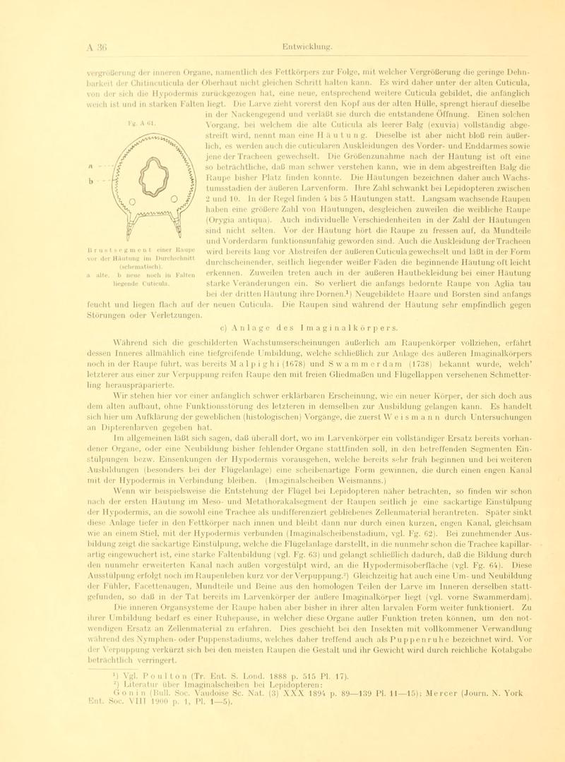 Fr. Berge's Schmetterlingsbuch nach dem gegenwärtigen Stande der Lepidopterologie neu bearb. und hrsg. von Professor Dr. H. Rebel (Page 36, Fg. A61) BHL9445383