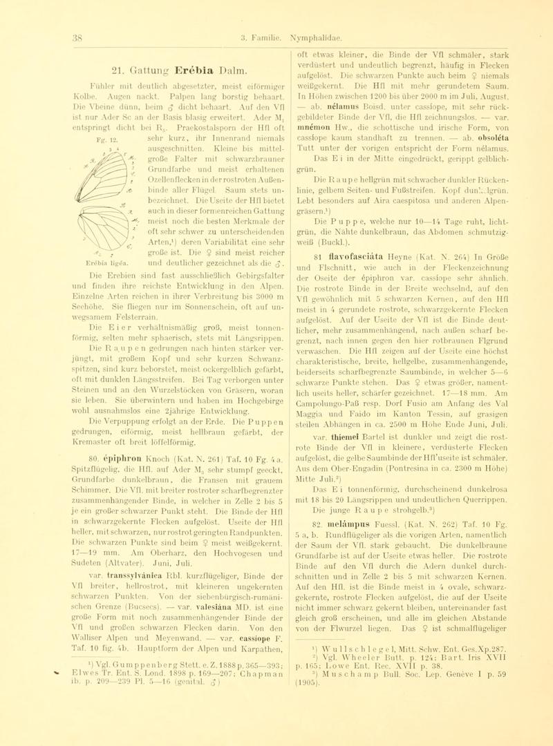 Fr. Berge's Schmetterlingsbuch nach dem gegenwärtigen Stande der Lepidopterologie neu bearb. und hrsg. von Professor Dr. H. Rebel (Page 38, Fg. 12) BHL9445540