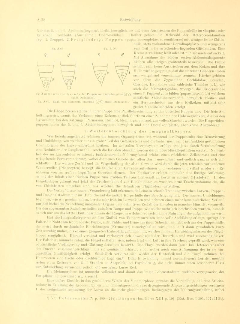 Fr. Berge's Schmetterlingsbuch nach dem gegenwärtigen Stande der Lepidopterologie neu bearb. und hrsg. von Professor Dr. H. Rebel (Page 38, Fg. A65-A66) BHL9445385