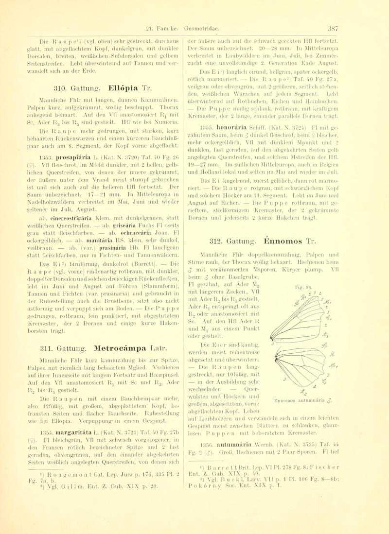 Fr. Berge's Schmetterlingsbuch nach dem gegenwärtigen Stande der Lepidopterologie neu bearb. und hrsg. von Professor Dr. H. Rebel (Page 387, Fg. 96) BHL9445959