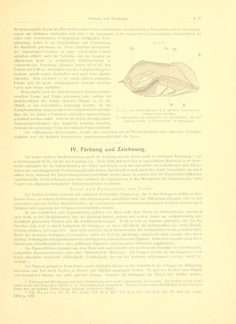 Fr. Berge's Schmetterlingsbuch nach dem gegenwärtigen Stande der Lepidopterologie neu bearb. und hrsg. von Professor Dr. H. Rebel (Page 39, Fg. A67) BHL9445386