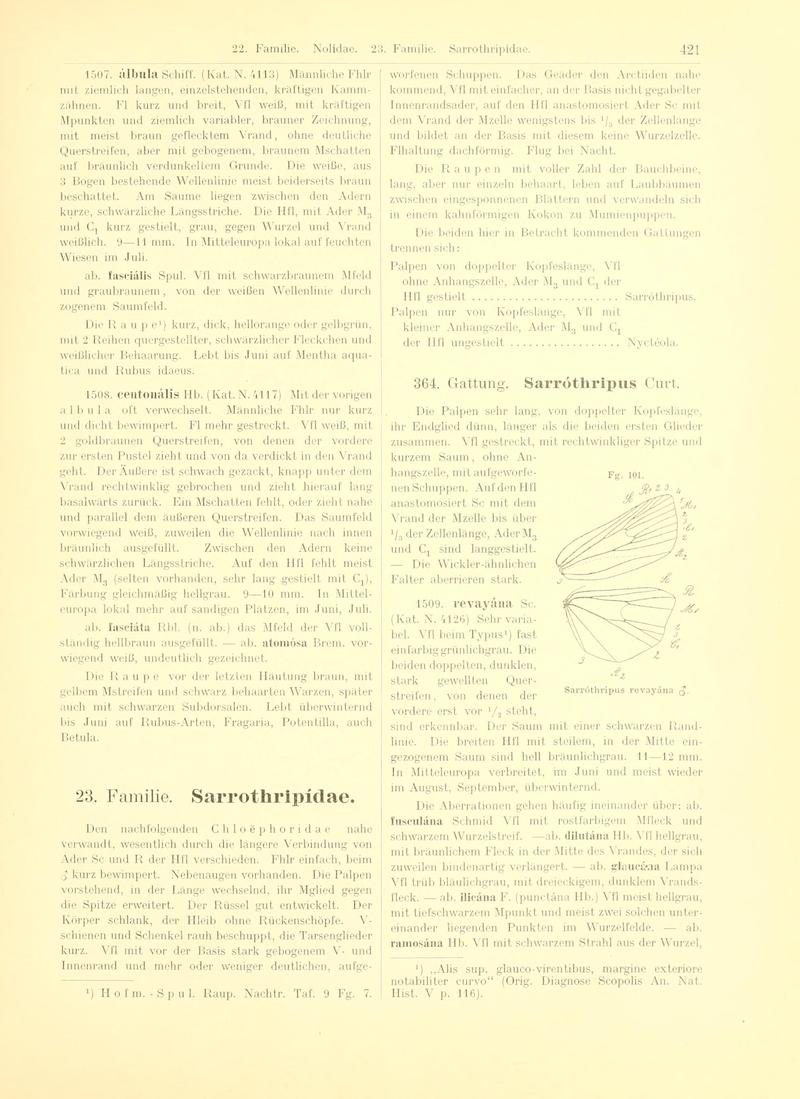 Fr. Berge's Schmetterlingsbuch nach dem gegenwärtigen Stande der Lepidopterologie neu bearb. und hrsg. von Professor Dr. H. Rebel (Page 421, Fg. 101) BHL9445999