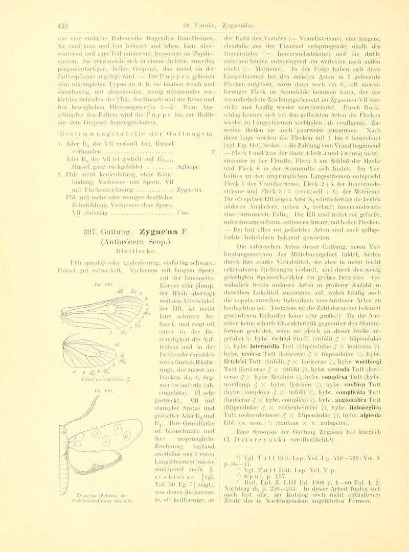 Fr. Berge's Schmetterlingsbuch nach dem gegenwärtigen Stande der Lepidopterologie neu bearb. und hrsg. von Professor Dr. H. Rebel (Page 442, Fg. 109-110) BHL9446026