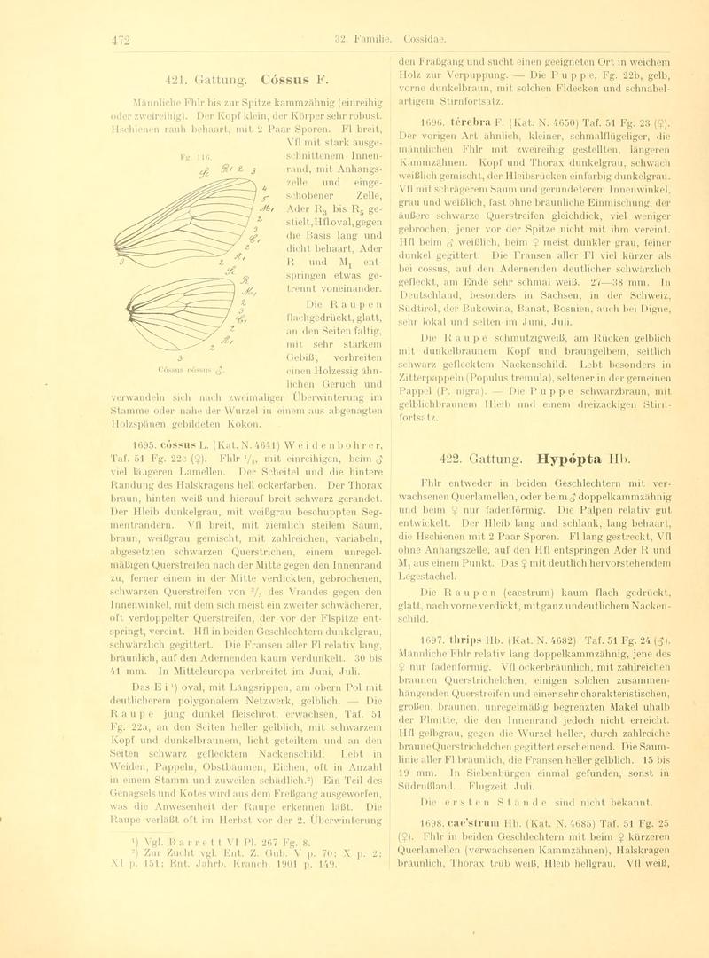 Fr. Berge's Schmetterlingsbuch nach dem gegenwärtigen Stande der Lepidopterologie neu bearb. und hrsg. von Professor Dr. H. Rebel (Page 472, Fg. 116) BHL9446060