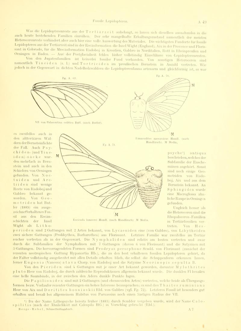 Fr. Berge's Schmetterlingsbuch nach dem gegenwärtigen Stande der Lepidopterologie neu bearb. und hrsg. von Professor Dr. H. Rebel (Page 49, Fg. A69-A71) BHL9445419