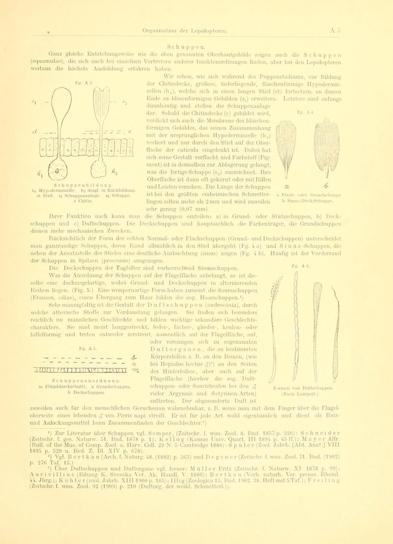 Fr. Berge's Schmetterlingsbuch nach dem gegenwärtigen Stande der Lepidopterologie neu bearb. und hrsg. von Professor Dr. H. Rebel (Page 5, Fg. A2-A6) BHL9445402