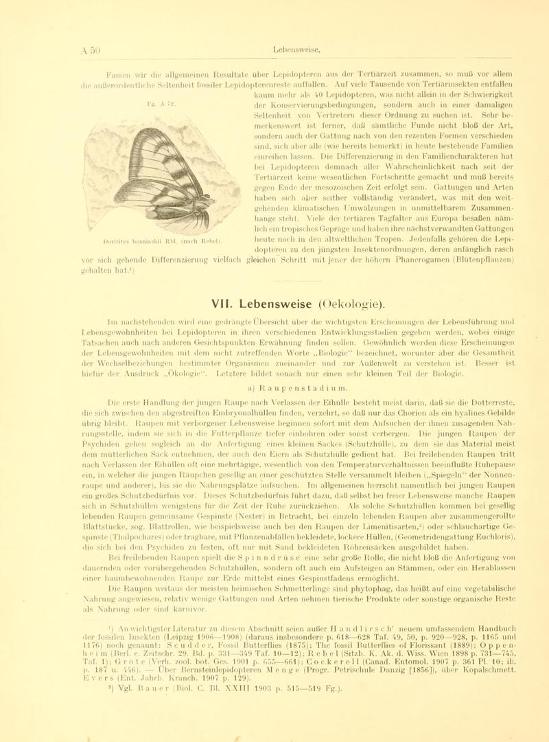 Fr. Berge's Schmetterlingsbuch nach dem gegenwärtigen Stande der Lepidopterologie neu bearb. und hrsg. von Professor Dr. H. Rebel (Page 50, Fg. A72) BHL9445420