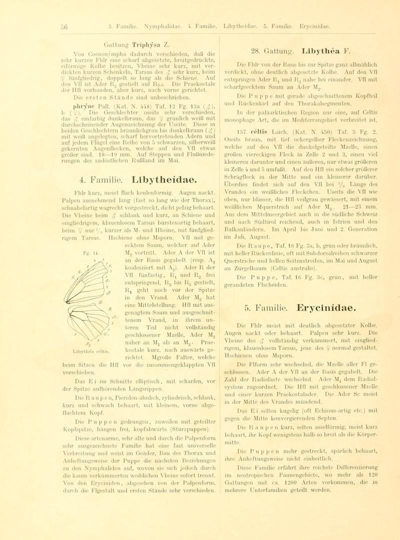 Fr. Berge's Schmetterlingsbuch nach dem gegenwärtigen Stande der Lepidopterologie neu bearb. und hrsg. von Professor Dr. H. Rebel (Page 56, Fg. 14) BHL9445564