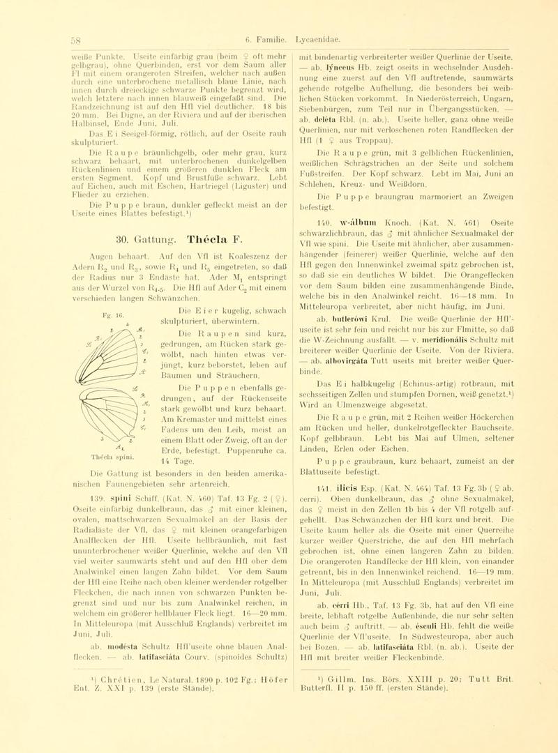 Fr. Berge's Schmetterlingsbuch nach dem gegenwärtigen Stande der Lepidopterologie neu bearb. und hrsg. von Professor Dr. H. Rebel (Page 58, Fg. 16) BHL9445568