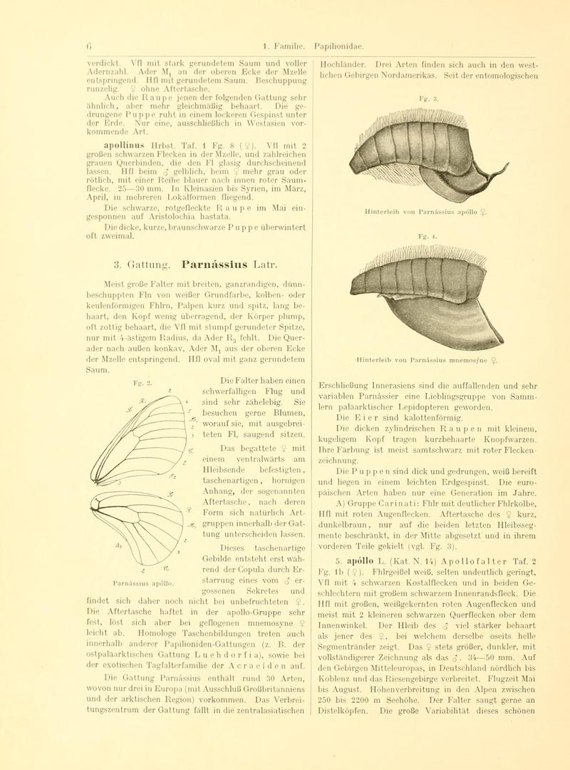 Fr. Berge's Schmetterlingsbuch nach dem gegenwärtigen Stande der Lepidopterologie neu bearb. und hrsg. von Professor Dr. H. Rebel (Page 6, Fg. 2-4) BHL9445492