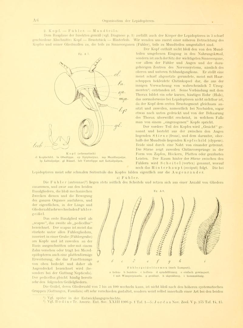 Fr. Berge's Schmetterlingsbuch nach dem gegenwärtigen Stande der Lepidopterologie neu bearb. und hrsg. von Professor Dr. H. Rebel (Page 6, Fg. A7-A8) BHL9445401