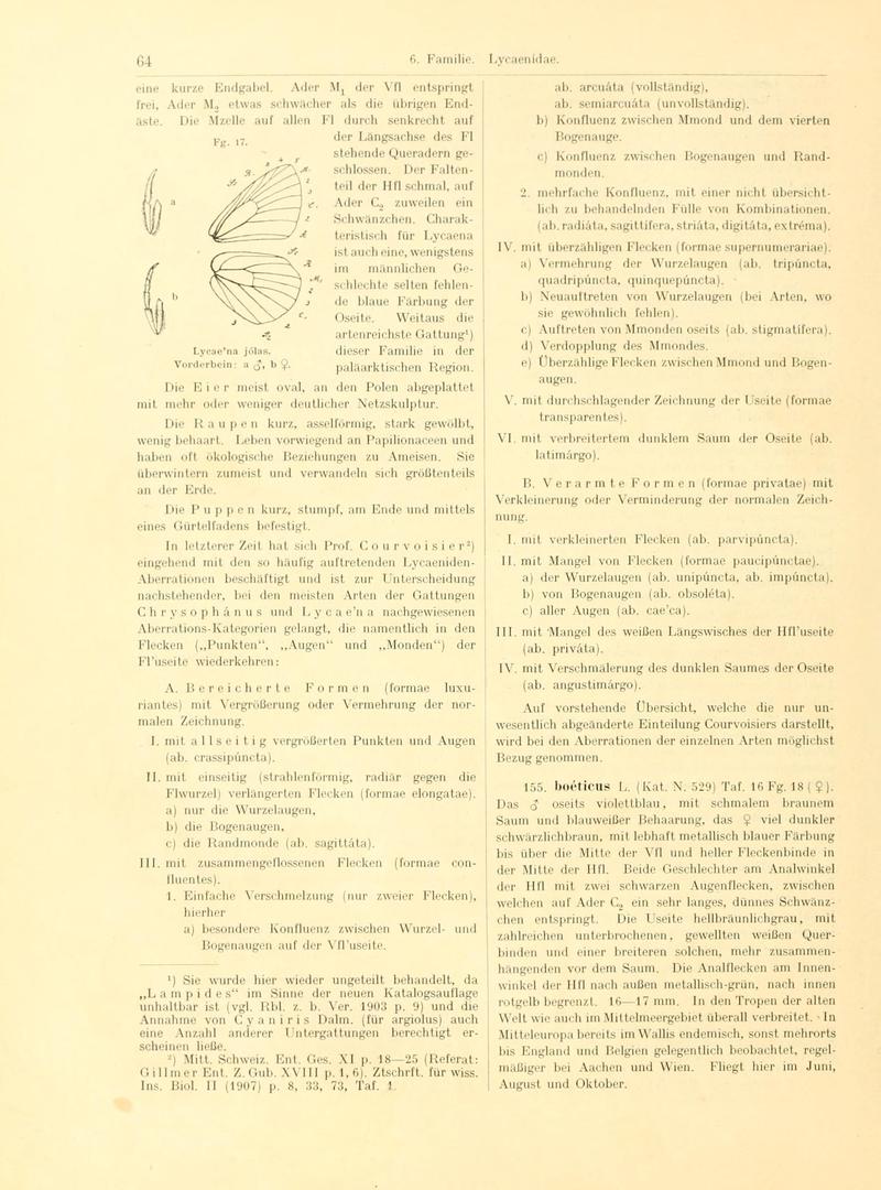 Fr. Berge's Schmetterlingsbuch nach dem gegenwärtigen Stande der Lepidopterologie neu bearb. und hrsg. von Professor Dr. H. Rebel (Page 64, Fg. 17) BHL9445574