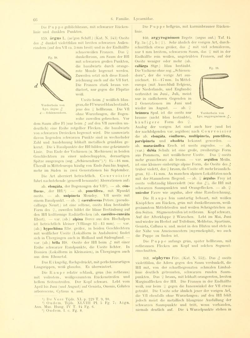 Fr. Berge's Schmetterlingsbuch nach dem gegenwärtigen Stande der Lepidopterologie neu bearb. und hrsg. von Professor Dr. H. Rebel (Page 66, Fg. 18-19) BHL9445578