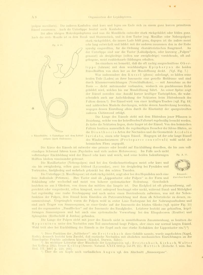 Fr. Berge's Schmetterlingsbuch nach dem gegenwärtigen Stande der Lepidopterologie neu bearb. und hrsg. von Professor Dr. H. Rebel (Page 8, Fg. A10-A11) BHL9445399
