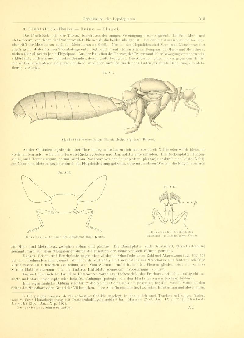 Fr. Berge's Schmetterlingsbuch nach dem gegenwärtigen Stande der Lepidopterologie neu bearb. und hrsg. von Professor Dr. H. Rebel (Page 9, Fg. A12-A14) BHL9445398