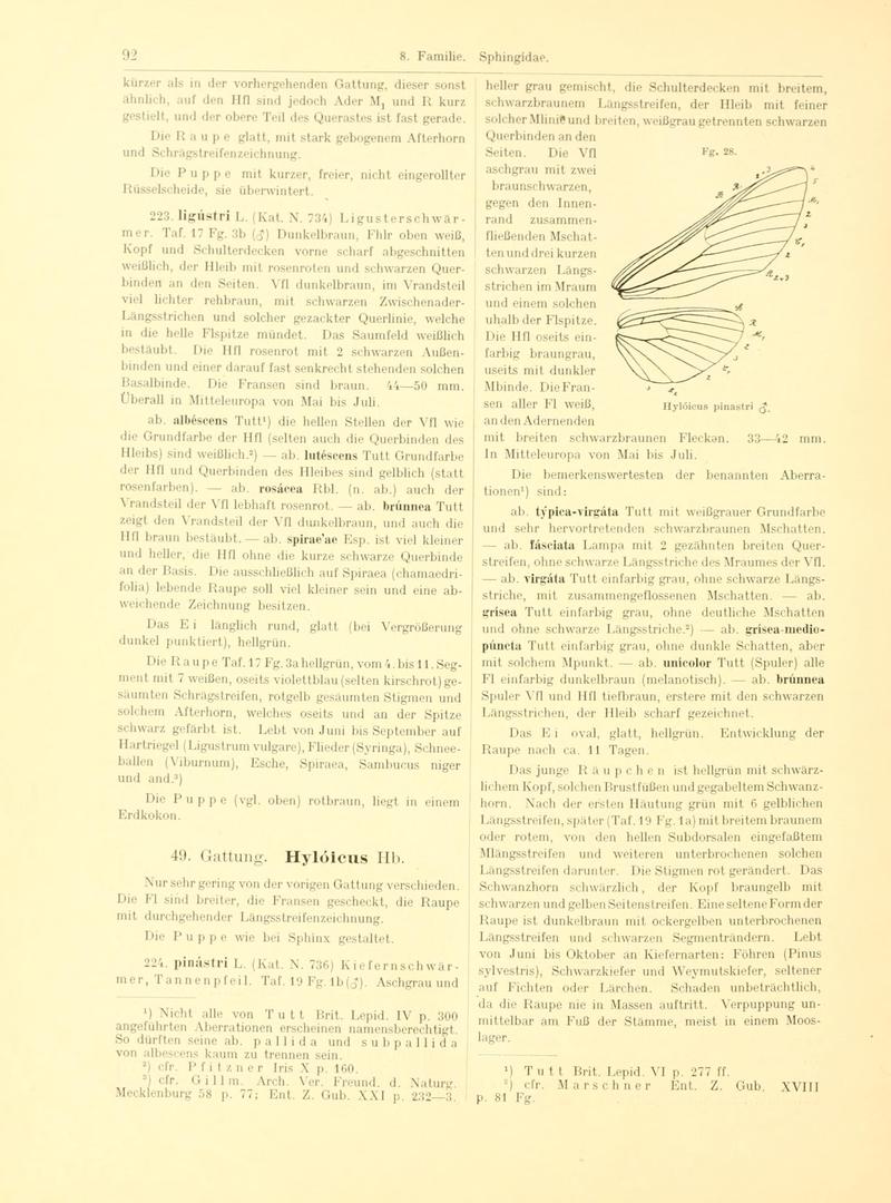 Fr. Berge's Schmetterlingsbuch nach dem gegenwärtigen Stande der Lepidopterologie neu bearb. und hrsg. von Professor Dr. H. Rebel (Page 92, Fg. 28) BHL9445612