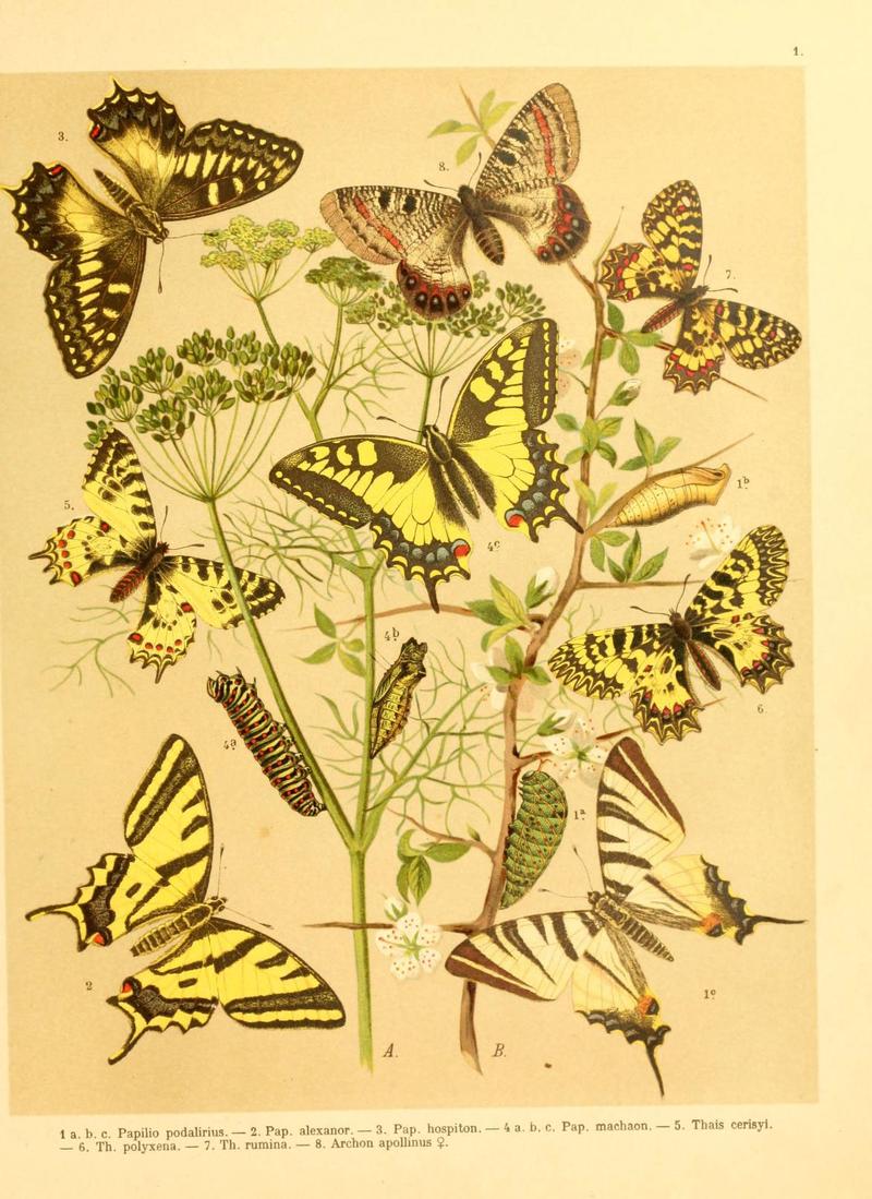 Fr. Berge's Schmetterlingsbuch nach dem gegenwärtigen Stande der Lepidopterologie neu bearb. und hrsg. von Professor Dr. H. Rebel (Plate 1) (6059070826)