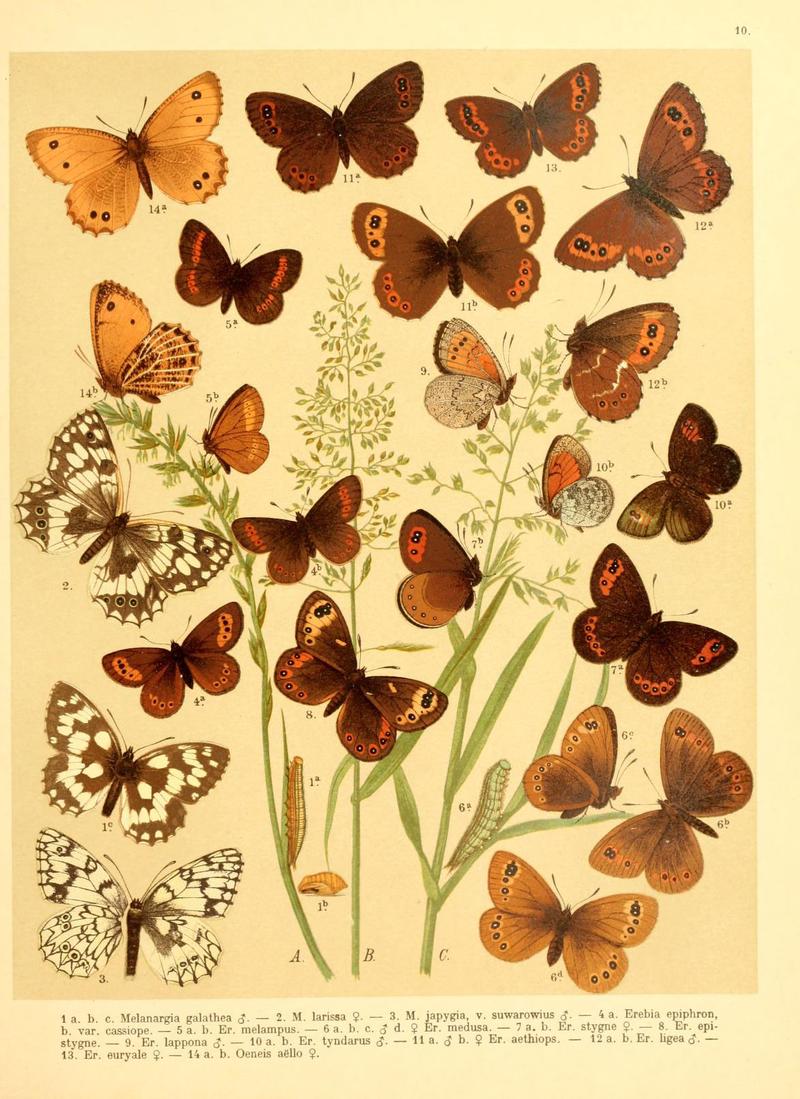 Fr. Berge's Schmetterlingsbuch nach dem gegenwärtigen Stande der Lepidopterologie neu bearb. und hrsg. von Professor Dr. H. Rebel (Plate 10) (6058526745)