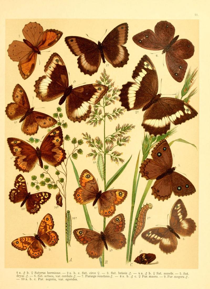 Fr. Berge's Schmetterlingsbuch nach dem gegenwärtigen Stande der Lepidopterologie neu bearb. und hrsg. von Professor Dr. H. Rebel (Plate 11) (6058526865)