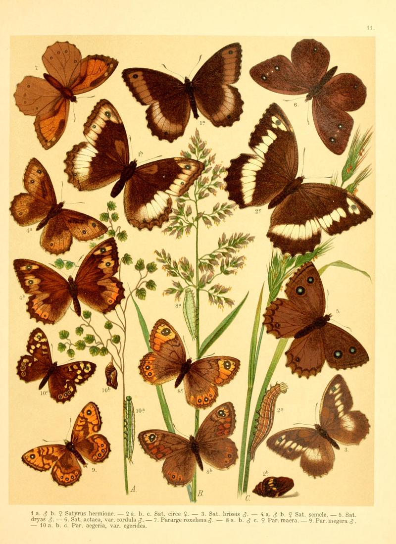 Fr. Berge's Schmetterlingsbuch nach dem gegenwärtigen Stande der Lepidopterologie neu bearb. und hrsg. von Professor Dr. H. Rebel (Plate 11) BHL9445555