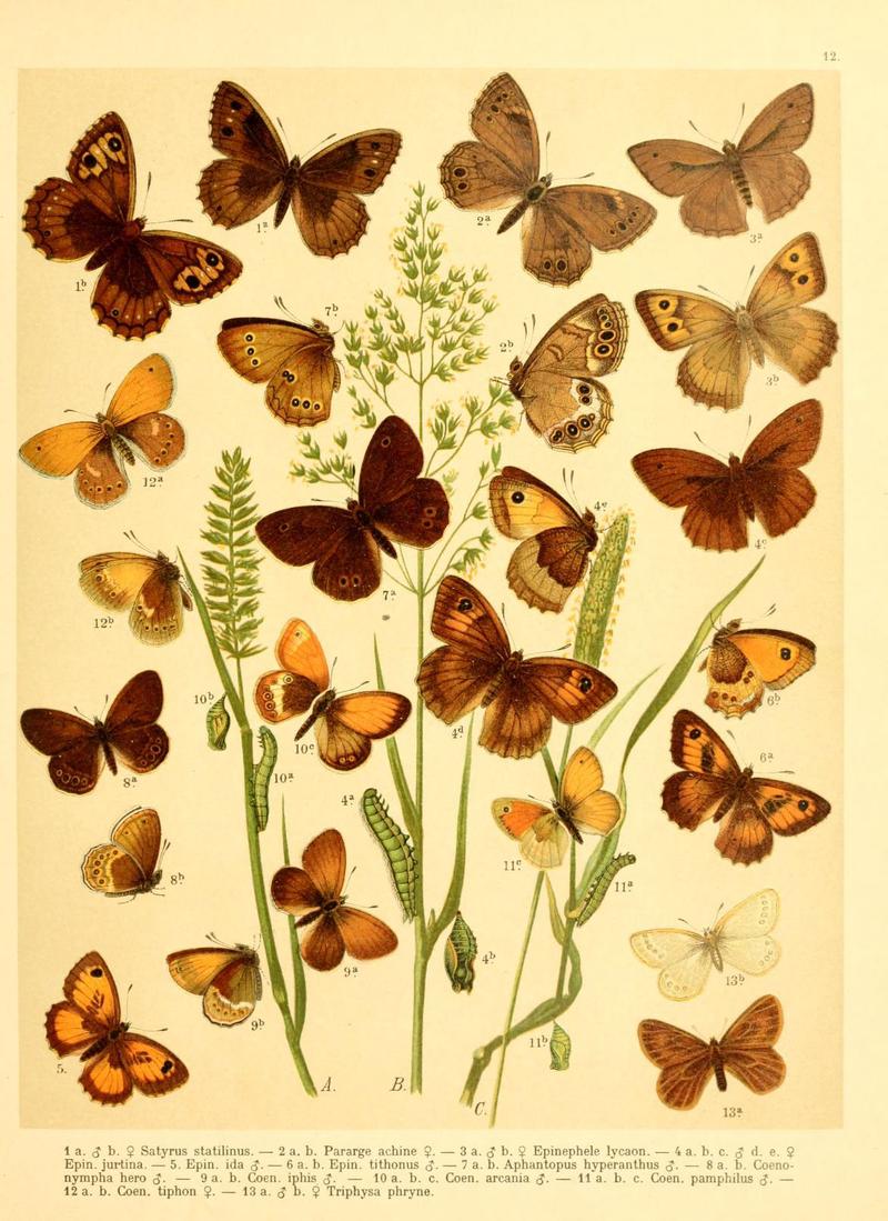 Fr. Berge's Schmetterlingsbuch nach dem gegenwärtigen Stande der Lepidopterologie neu bearb. und hrsg. von Professor Dr. H. Rebel (Plate 12) (6058526995)