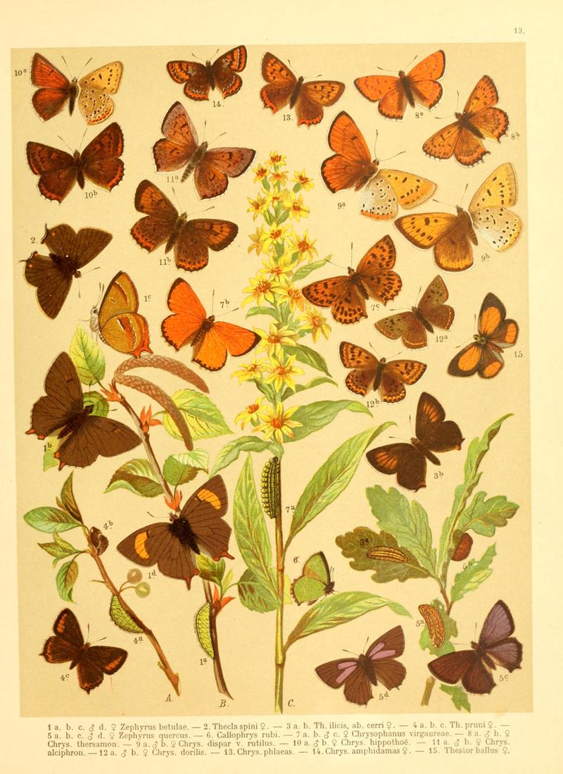 Fr. Berge's Schmetterlingsbuch nach dem gegenwärtigen Stande der Lepidopterologie neu bearb. und hrsg. von Professor Dr. H. Rebel (Plate 13) BHL9445575