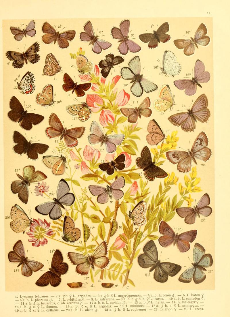 Fr. Berge's Schmetterlingsbuch nach dem gegenwärtigen Stande der Lepidopterologie neu bearb. und hrsg. von Professor Dr. H. Rebel (Plate 14) (6058527285)