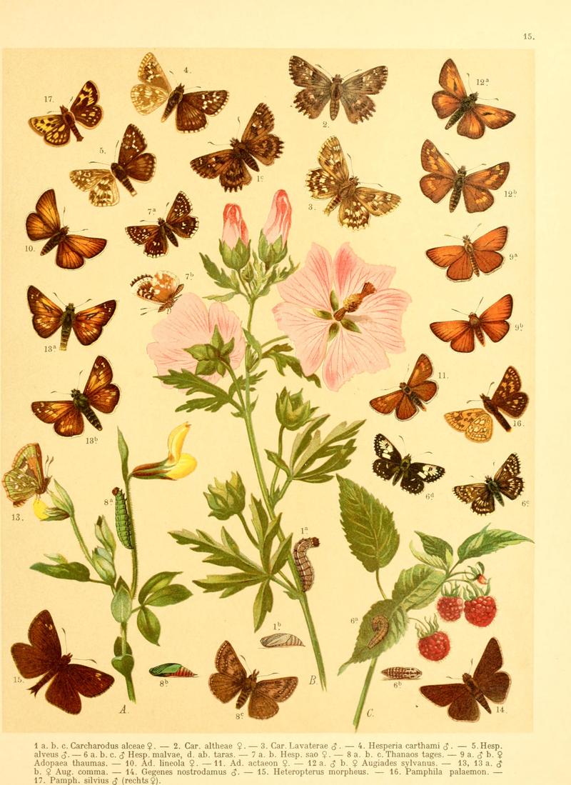 Fr. Berge's Schmetterlingsbuch nach dem gegenwärtigen Stande der Lepidopterologie neu bearb. und hrsg. von Professor Dr. H. Rebel (Plate 15) BHL9445595