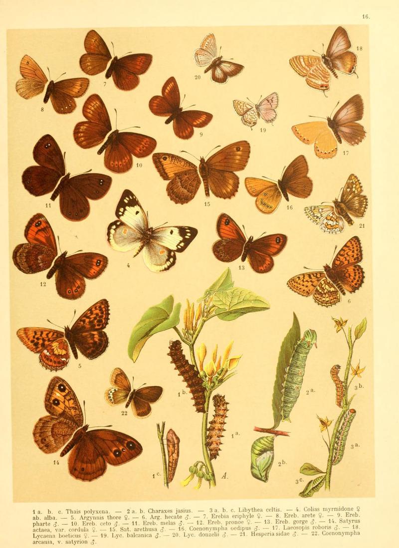 Fr. Berge's Schmetterlingsbuch nach dem gegenwärtigen Stande der Lepidopterologie neu bearb. und hrsg. von Professor Dr. H. Rebel (Plate 16) (6058527655)