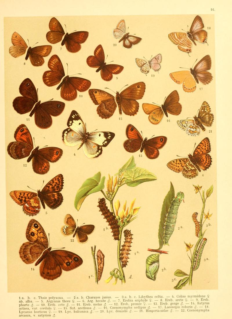 Fr. Berge's Schmetterlingsbuch nach dem gegenwärtigen Stande der Lepidopterologie neu bearb. und hrsg. von Professor Dr. H. Rebel (Plate 16) BHL9445597