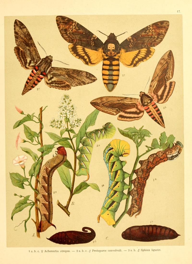 Fr. Berge's Schmetterlingsbuch nach dem gegenwärtigen Stande der Lepidopterologie neu bearb. und hrsg. von Professor Dr. H. Rebel (Plate 17) BHL9445607