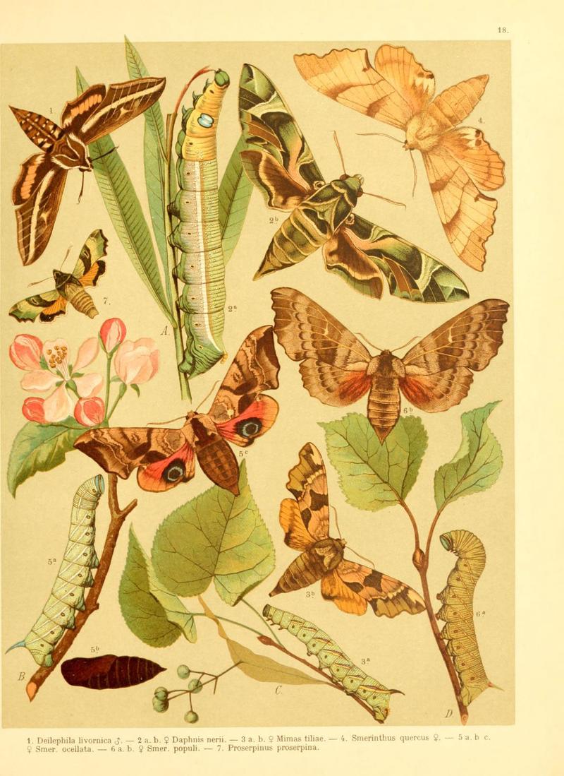 Fr. Berge's Schmetterlingsbuch nach dem gegenwärtigen Stande der Lepidopterologie neu bearb. und hrsg. von Professor Dr. H. Rebel (Plate 18) (6058528019)