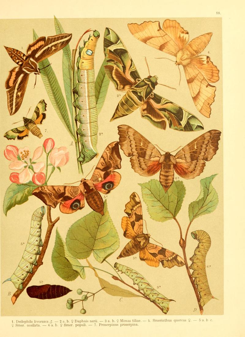 Fr. Berge's Schmetterlingsbuch nach dem gegenwärtigen Stande der Lepidopterologie neu bearb. und hrsg. von Professor Dr. H. Rebel (Plate 18) BHL9445617