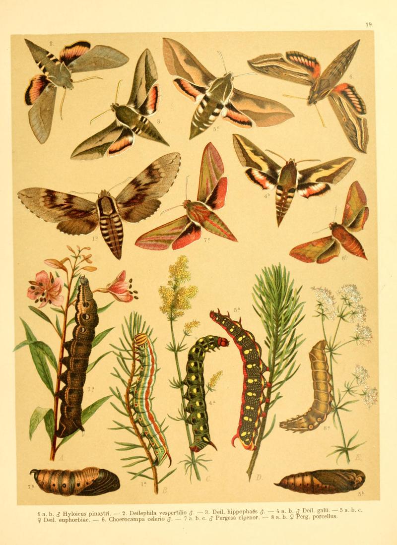 Fr. Berge's Schmetterlingsbuch nach dem gegenwärtigen Stande der Lepidopterologie neu bearb. und hrsg. von Professor Dr. H. Rebel (Plate 19) BHL9445619
