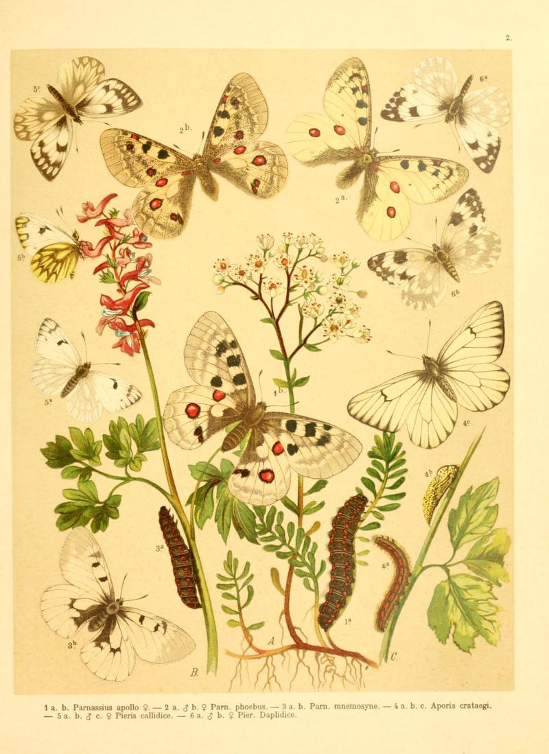 Fr. Berge's Schmetterlingsbuch nach dem gegenwärtigen Stande der Lepidopterologie neu bearb. und hrsg. von Professor Dr. H. Rebel (Plate 2) (6059070944)