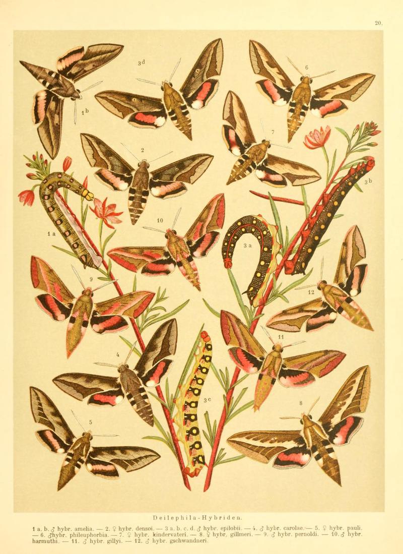 Fr. Berge's Schmetterlingsbuch nach dem gegenwärtigen Stande der Lepidopterologie neu bearb. und hrsg. von Professor Dr. H. Rebel (Plate 20) (6059076416)
