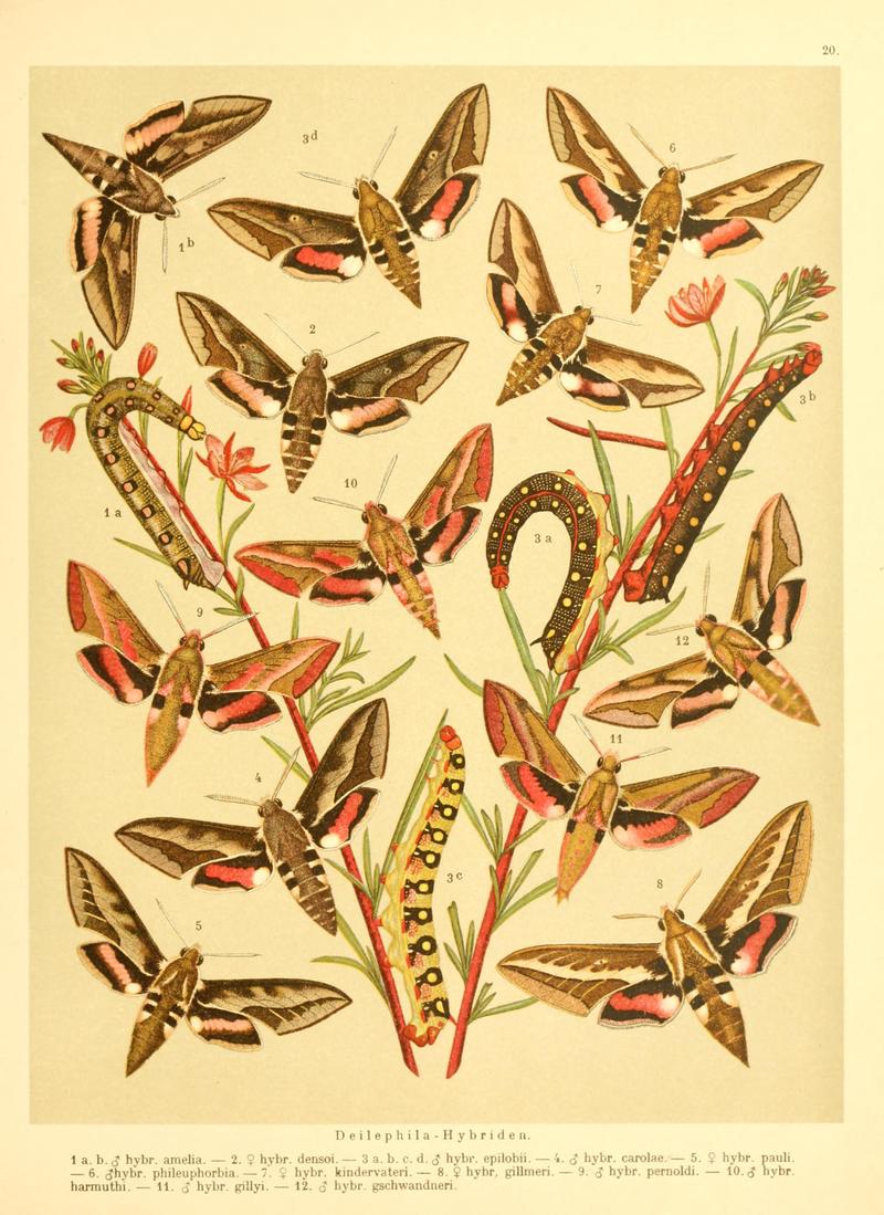 Fr. Berge's Schmetterlingsbuch nach dem gegenwärtigen Stande der Lepidopterologie neu bearb. und hrsg. von Professor Dr. H. Rebel (Plate 20) BHL9445621