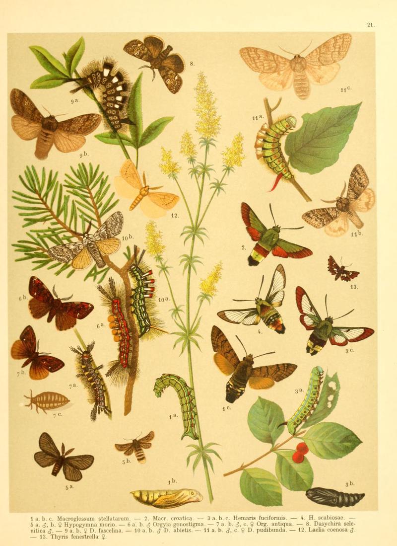 Fr. Berge's Schmetterlingsbuch nach dem gegenwärtigen Stande der Lepidopterologie neu bearb. und hrsg. von Professor Dr. H. Rebel (Plate 21) (6059076582)