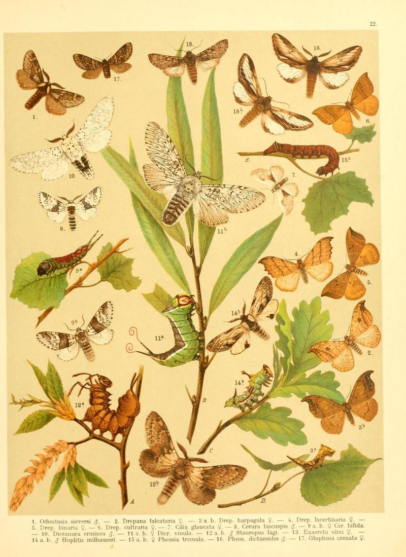 Fr. Berge's Schmetterlingsbuch nach dem gegenwärtigen Stande der Lepidopterologie neu bearb. und hrsg. von Professor Dr. H. Rebel (Plate 22) (6059076814)