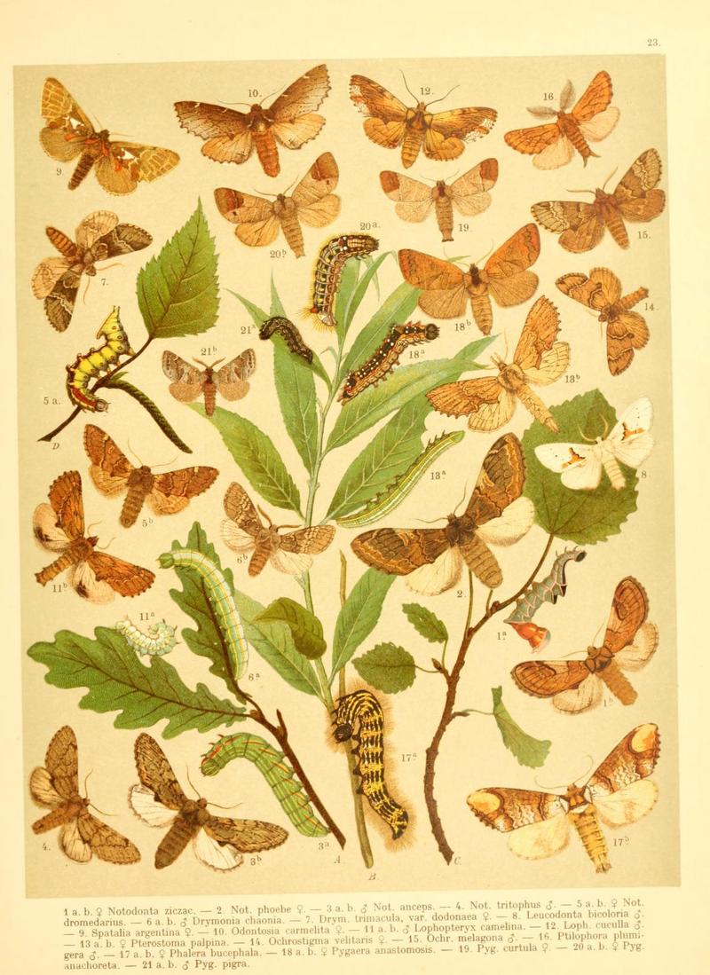 Fr. Berge's Schmetterlingsbuch nach dem gegenwärtigen Stande der Lepidopterologie neu bearb. und hrsg. von Professor Dr. H. Rebel (Plate 23) (6059076954)